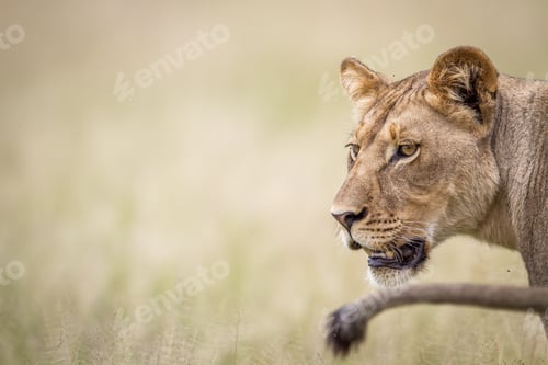 Preview: Half a Lion in the grass.