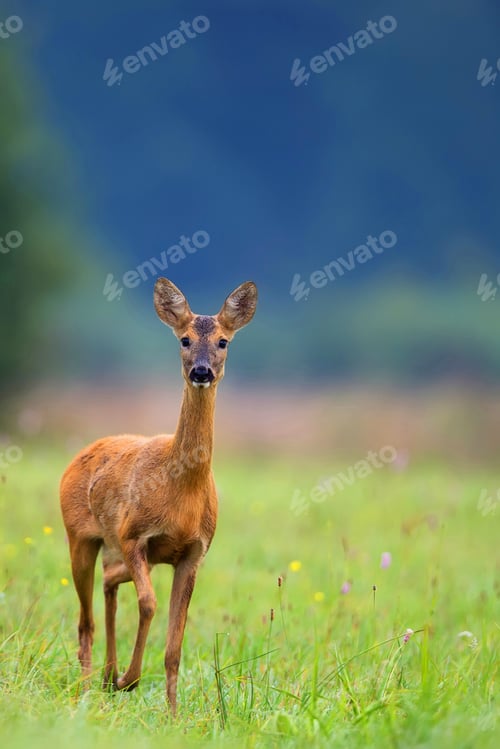 Preview: Roe deer in a clearing