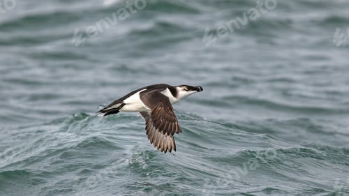 Preview: Graceful razorbill soaring over a serene body of water, riding a gentle wave