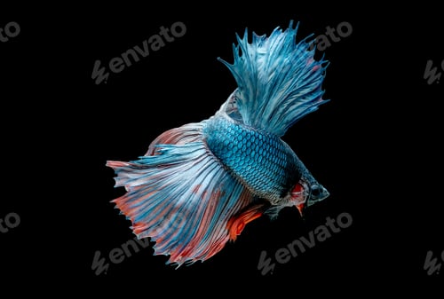 Preview: Colorful with main color of blue betta fish, Siamese fighting fish