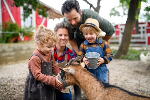 Preview: Portrait of family with small children standing on farm, giving water to goat