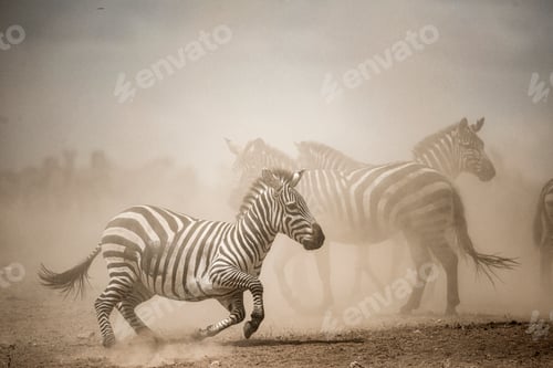 Preview: Zebras running in dust cloud across savannah