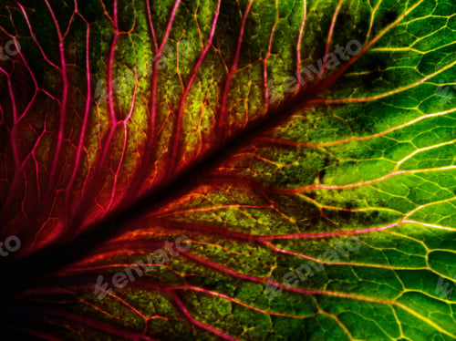 Preview: A close up cabbage leaf