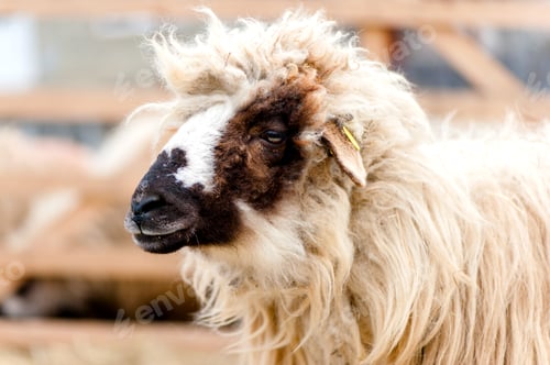 Preview: Contryside farming - close-up of sheep at farm in rural town