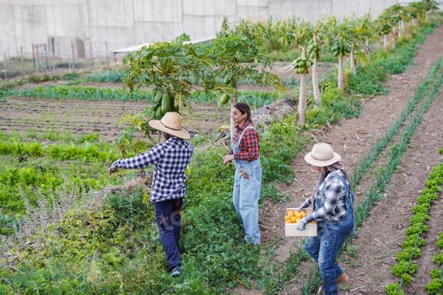 Preview: Agriculture multiracial people working together and harvesting fruits and vegetable