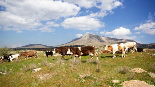 Preview: Cows on a green field