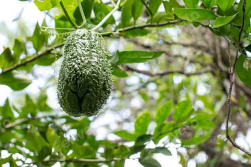 Preview: Close-up of a ripe chayote ready to be harvested. Green fruit hanging from the tree.