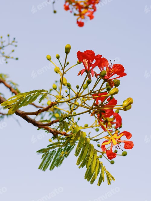 Preview: Selective focus colorful Delonix Regia flower in the sky background.Also called Royal Poinciana, Fla