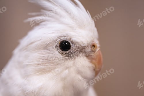 Preview: White cockatiel head close-up