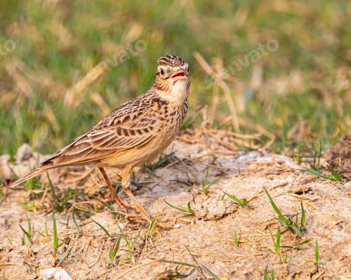 Preview: Small Oriental skylark on a dirt patch, surrounded by lush green grass