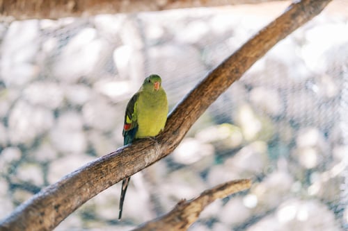 Preview: Perico yellowhead sitting on a branch in a large cage in the park