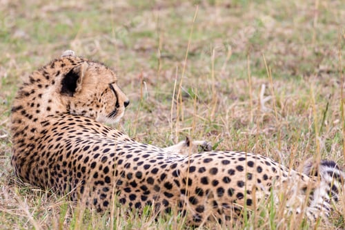 Preview: Cheetah Wildlife Wild Animas Maasai Mara National Game Reserve Kenya