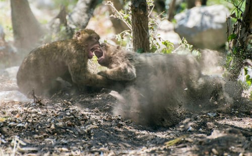 Preview: Monkey fight