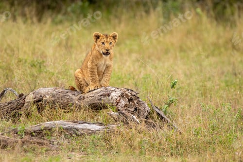 Preview: Lion, Panthera leo, lion cub sitting on a log.