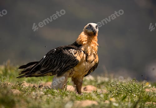 Preview: Furious wild gypaetus barbatus