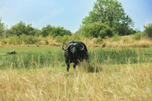 Preview: A solitary buffalo stands in the grasslands of Botswana\'s national park under a clear sky