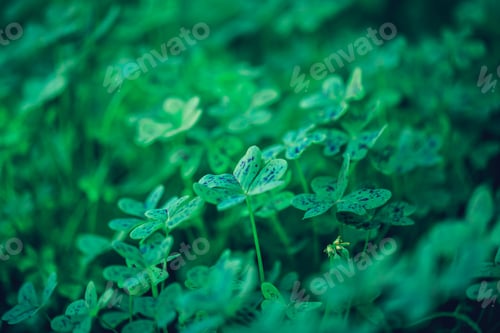 Vista previa: Shamrocks Growing In A Field