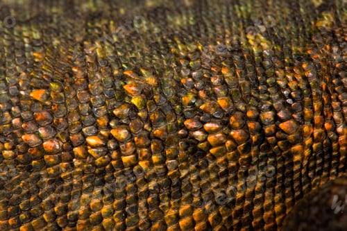 Preview: Close-up of Uromastyx's scales