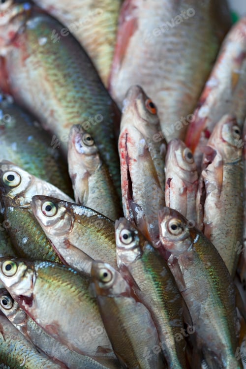 Preview: Fishes