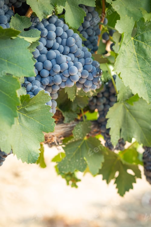 Preview: Vineyard with Lush, Ripe Wine Grapes on the Vine Ready for Harvest.