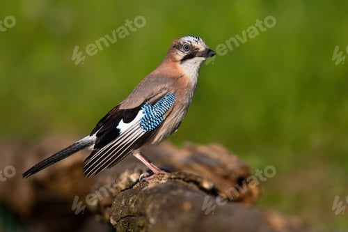 Preview: Eurasian jay sitting on branch in summertime nature