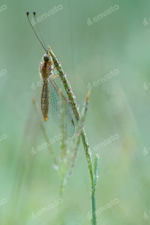 Preview: dragonfly