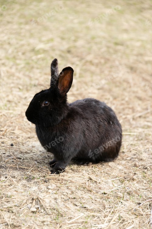 Preview: Black Rabbit Sitting on Dry Grass Field