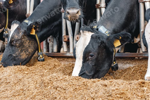 Preview: Cows standing in a stall and eating hay