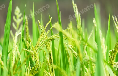 Preview: Close up of paddy