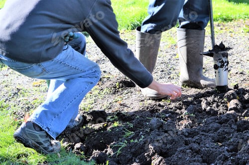 Preview: People in the Fall planting tulip bulbs for spring flowers