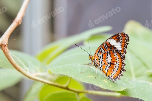 Preview: Colorful Butterfly in Melbourne Australia