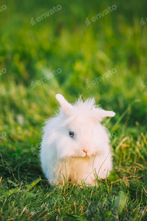 Preview: Dwarf Snow-White Mixed Breed Rabbit Bunny Sitting In Green Grass, Copyspace