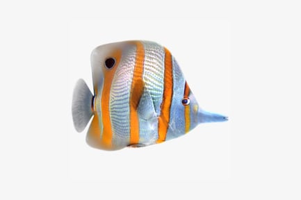 Preview: Butterflyfish with striped pattern
