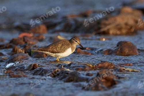 Preview: Common sandpiper (Actitis hypoleucos)