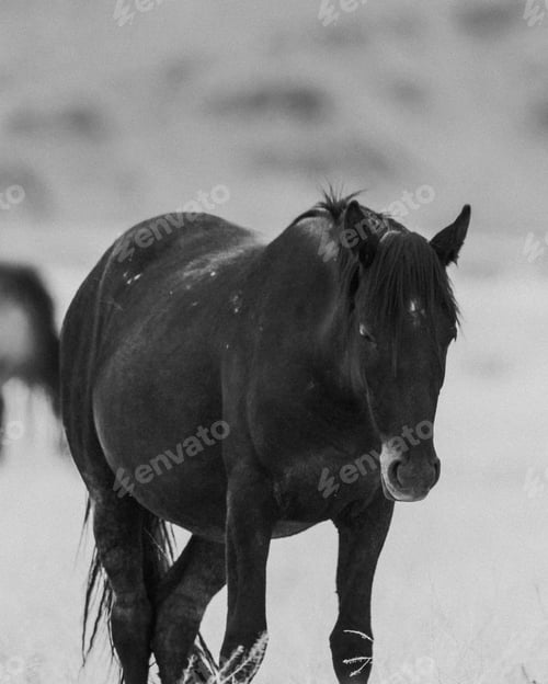 Preview: Greyscale shot of a beautiful black horse in the field