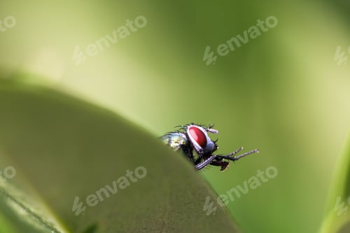 Preview: A fly sticks its head out from behind a leaf and preens itself.