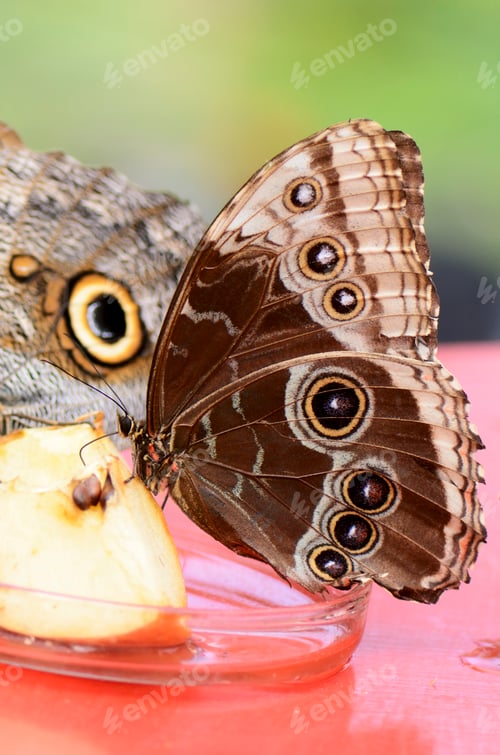 Preview: Exotic Butterfly