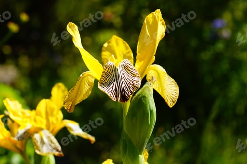 Preview: Flower of a yellow iris in the sunlight.
