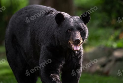 Preview: Black Bear Portrait