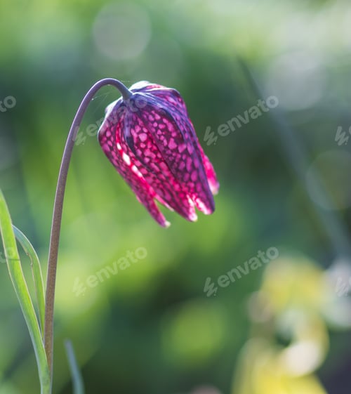 Preview: flowering tulips in the botanical garden