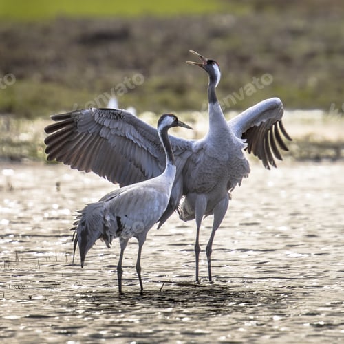 Preview: Courtship Eurasian crane display