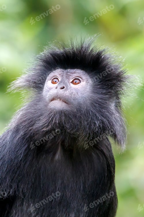 Preview: East Javan langur (Trachypithecus auratus) climbing on tree with greenery on background