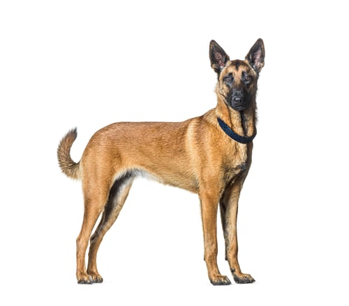 Preview: Side view of a Standing Malinois dog looking at the camera and wearing a collar, Isolated on white