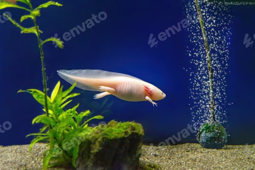Preview: Axolotl, Ambystoma Mexicanum Under Water, In The Aquarium.