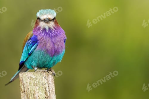 Preview: Closeup shot of a lilac-breasted roller on a green blurred background