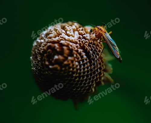 Preview: Closeup of a mosquito in a lame with blurred background