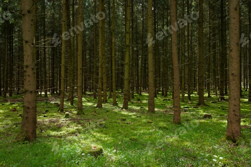 Preview: Dense pine forest with lush moss
