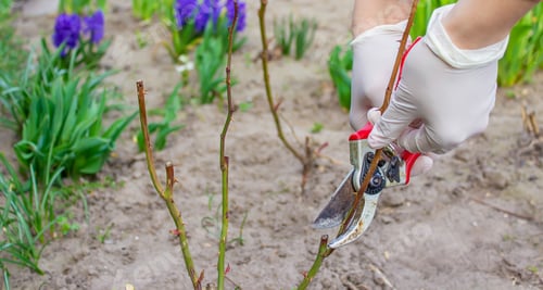Preview: Close-up of gardeners in protective gloves with a garden pruner doing spring pruning of a rose bush.