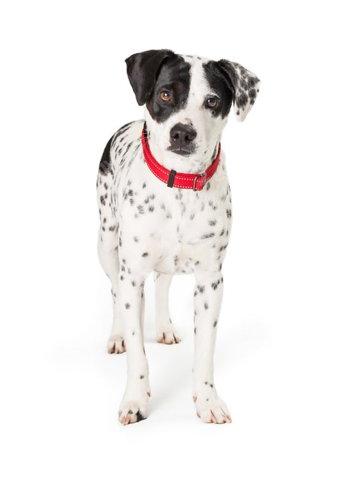 Preview: Mixed Breed Spotted Black and White Dog