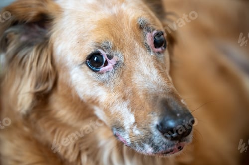 Preview: Close up portrait of dog with a allergic reaction